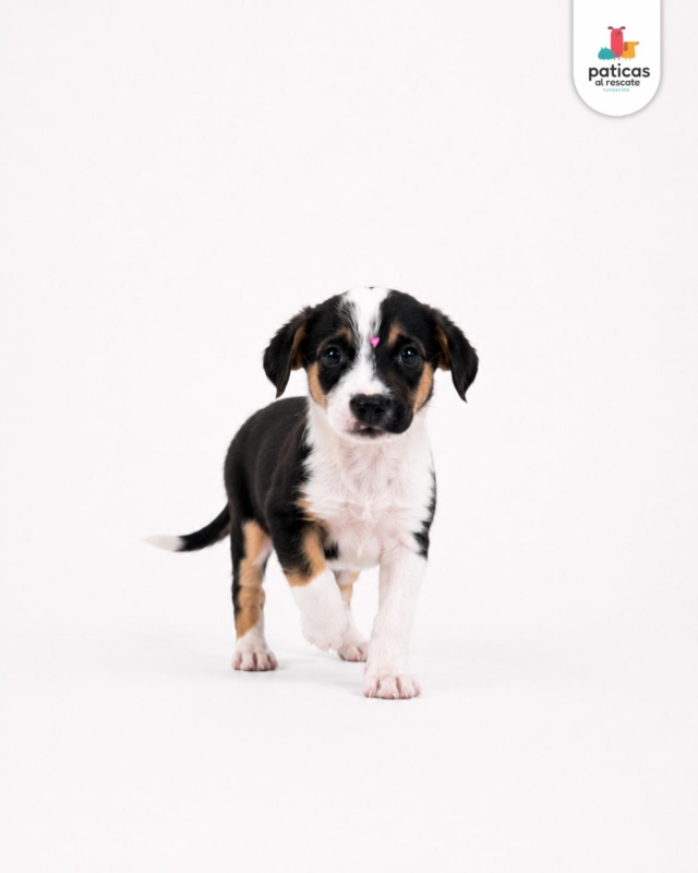 ADOPTA A MILAGROS_2