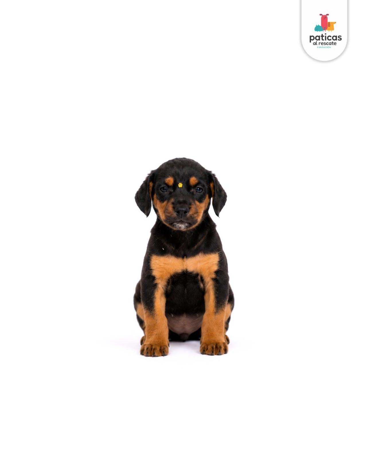 ADOPTA A LULI_5