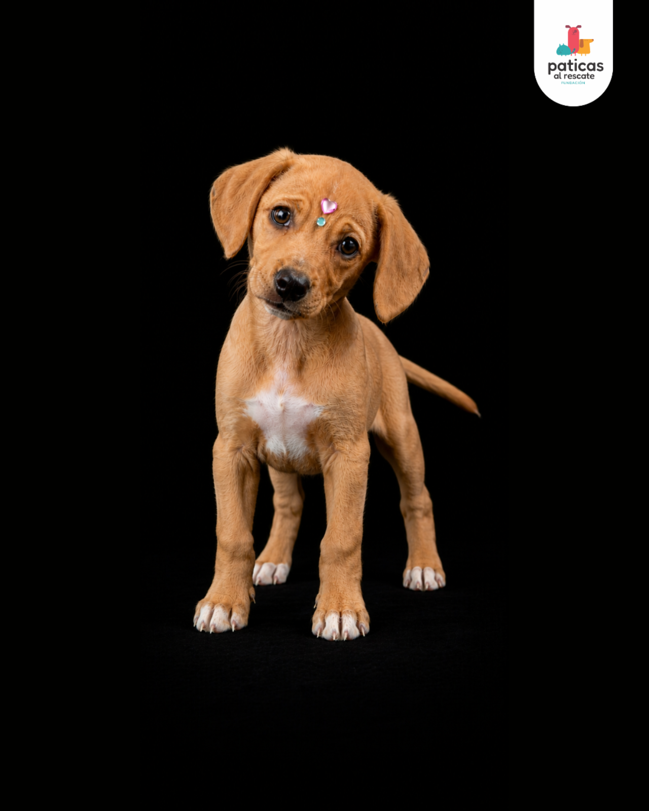 ADOPTA A EMPANADA_9