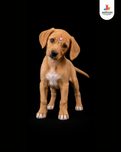 ADOPTA A EMPANADA_9