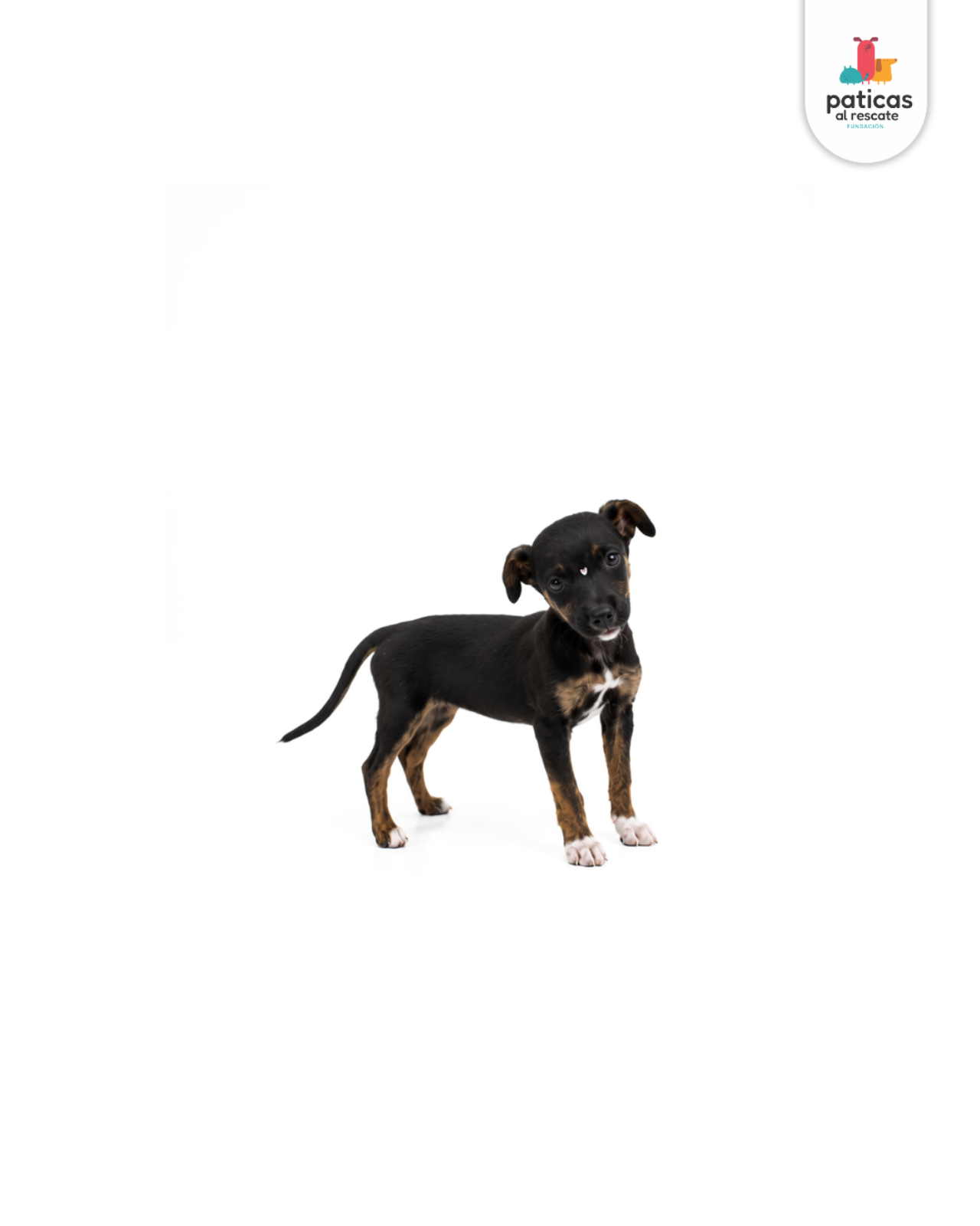 ADOPTA A DAHLIA_4