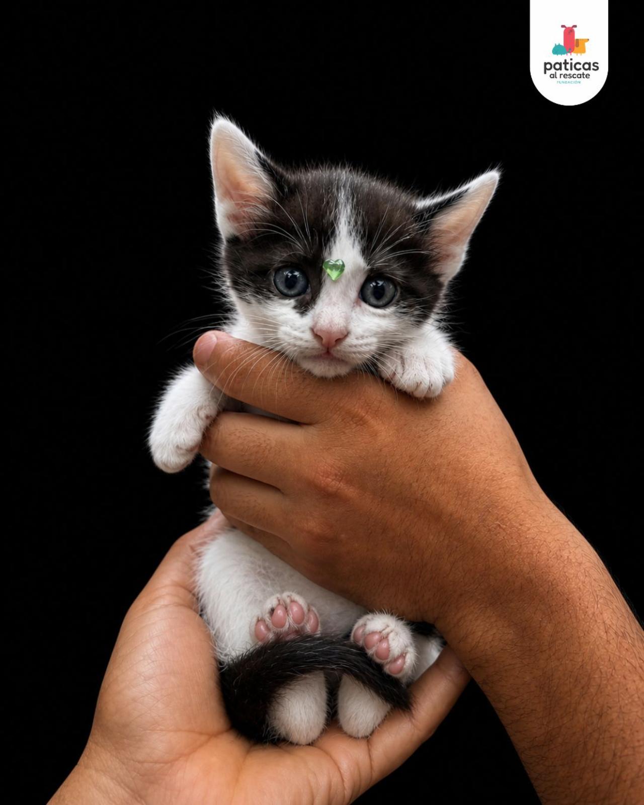 ADOPTA A GRECIA_2