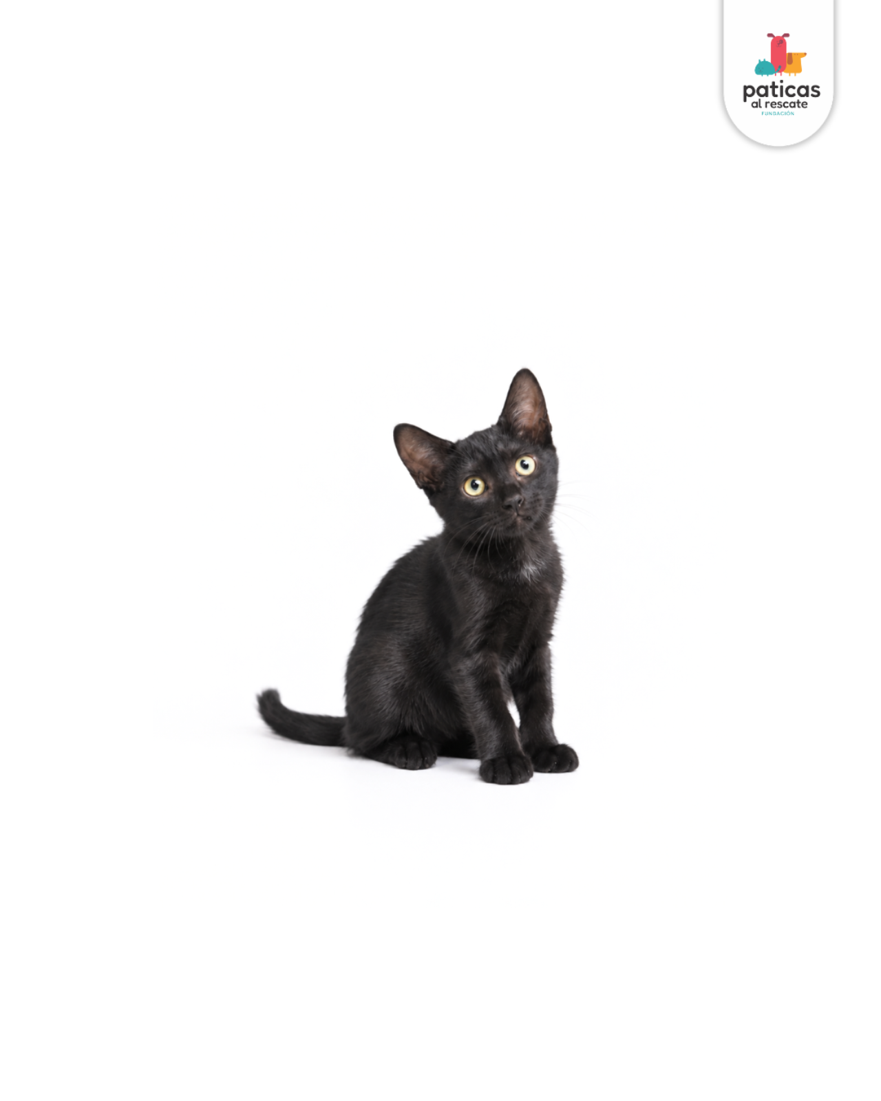 ADOPTA A SALEM_5