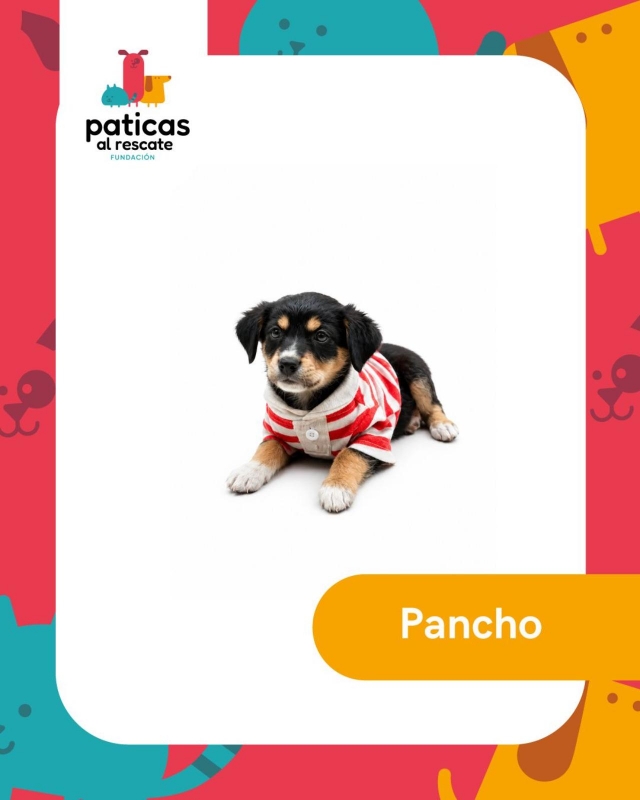 ADOPTA A PANCHO_1