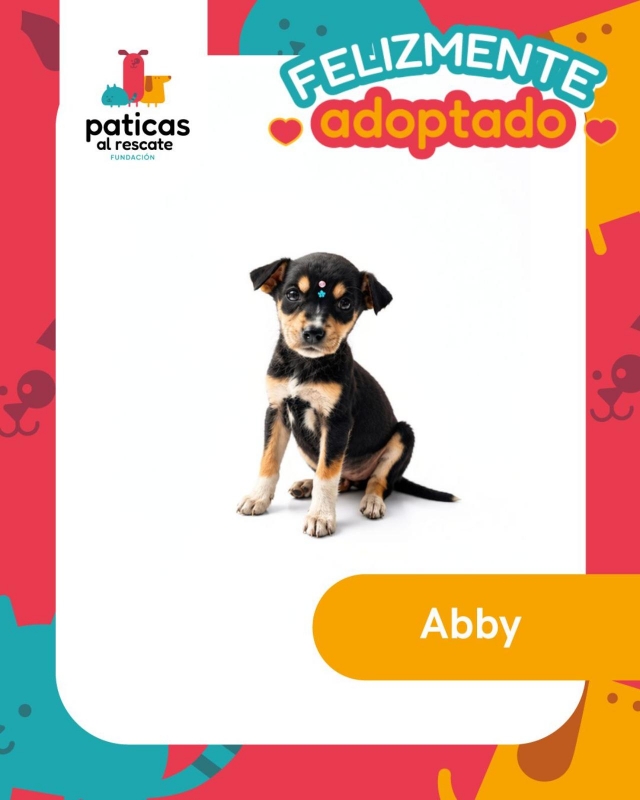ADOPTA A ABBY_8