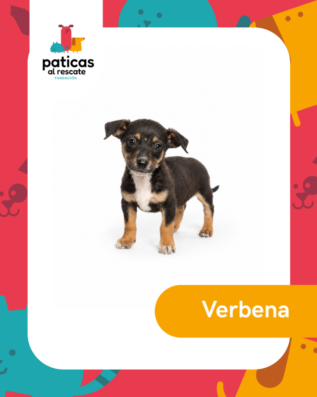 ADOPTA A VERBENA_6