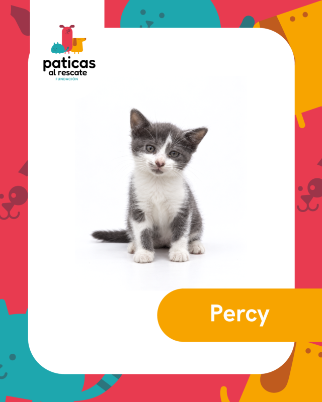 ADOPTA A PERCY_1