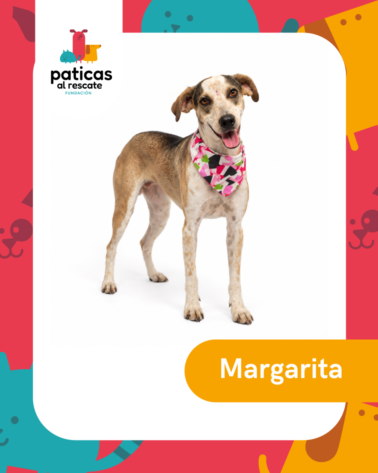 ADOPTA A MARGARITA_1