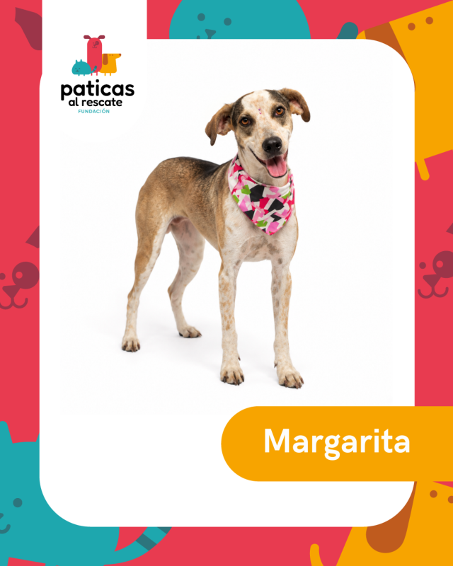 ADOPTA A MARGARITA_1