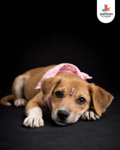 ADOPTA A WAFFLE_2