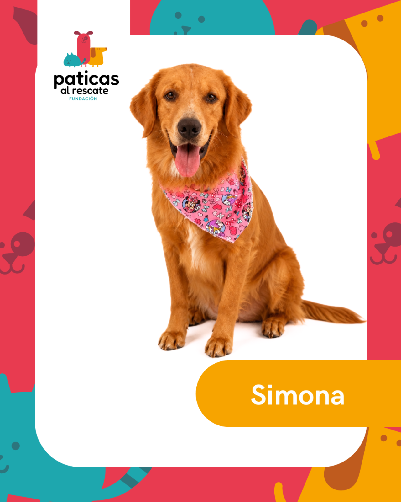 ADOPTA A SIMONA - Paticas al Rescate