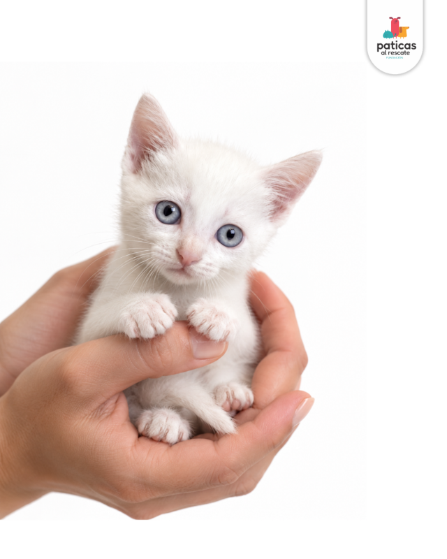 ADOPTA A MAIA_5