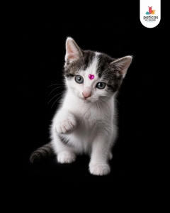 ADOPTA A PARÍS_4