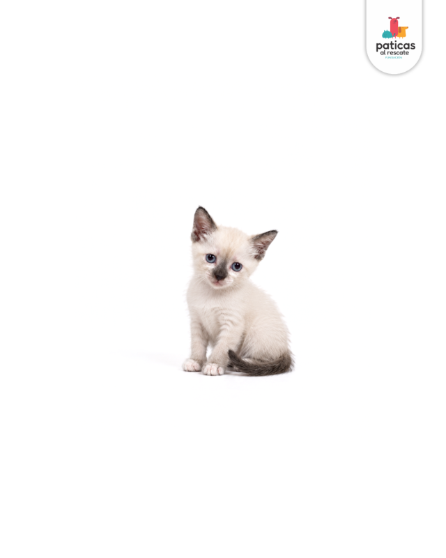 ADOPTA A KITTY_4
