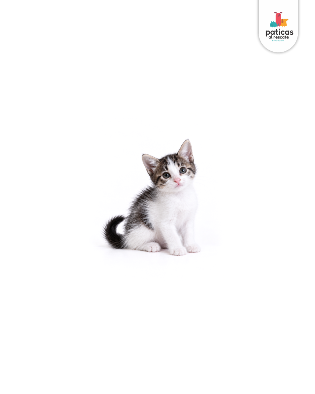 ADOPTA A CHACHA_2