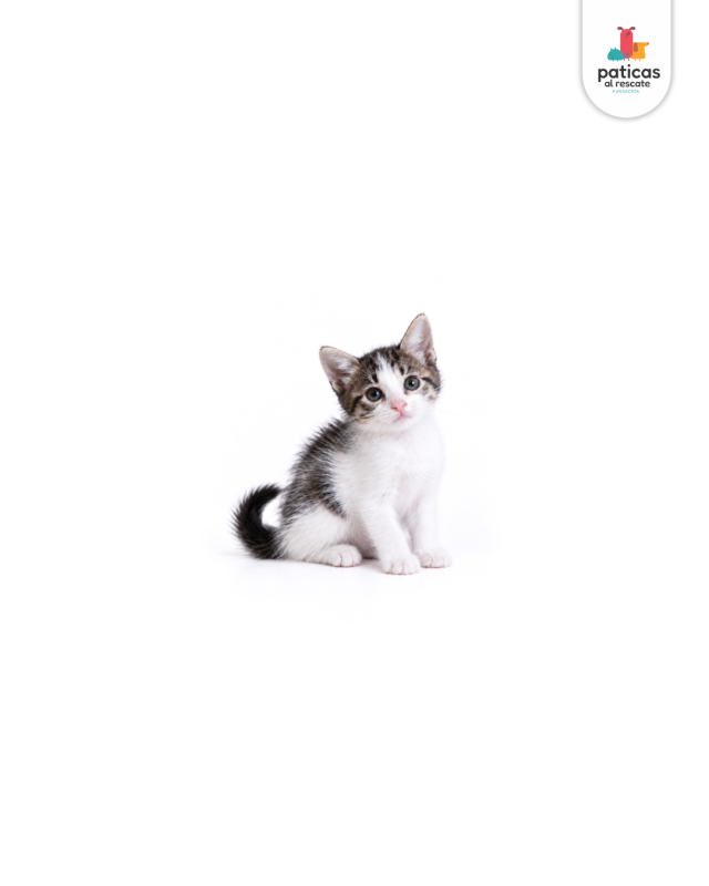 ADOPTA A CHACHA_2