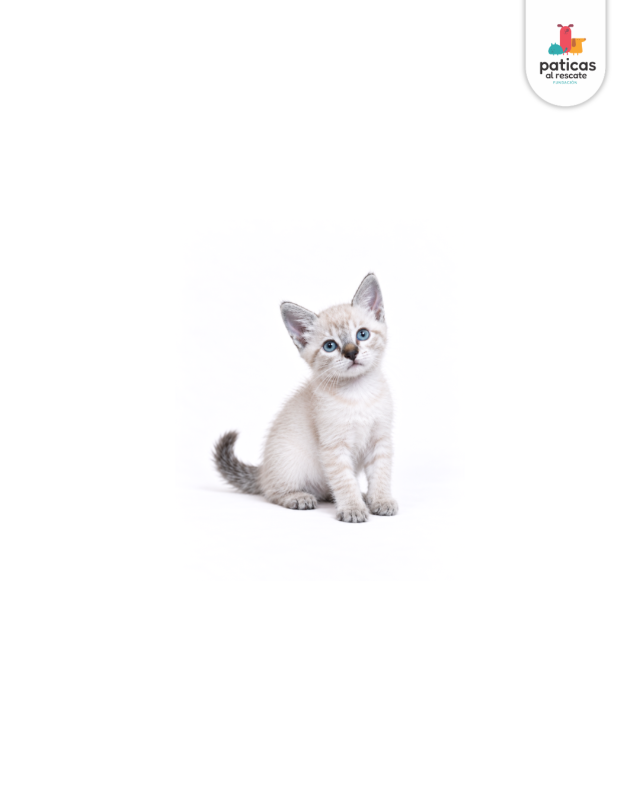 ADOPTA A NINI_6