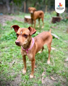 Adopta a Sarita_4