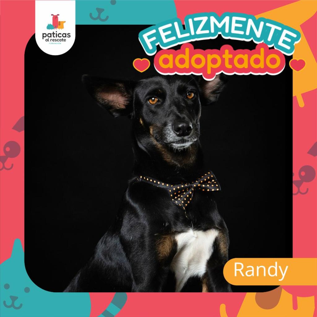 ADOPTA A RANDY - Paticas al Rescate