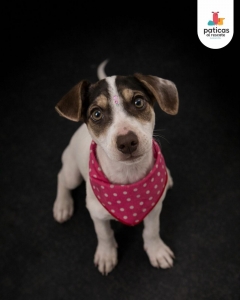 ADOPTA A LAUREL_1