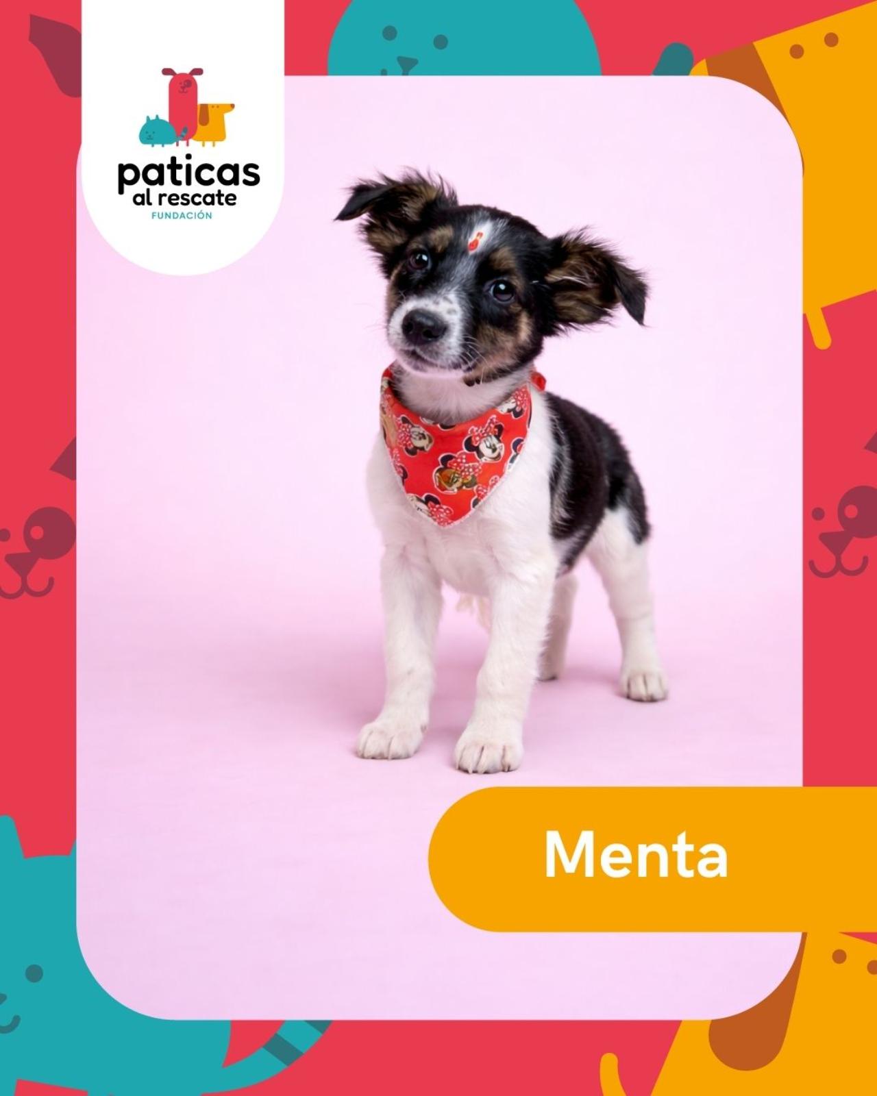 ADOPTA A MENTA_1
