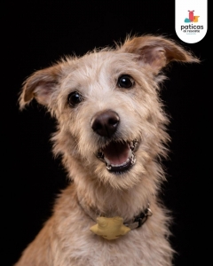 ADOPTA A VAINILLA_6