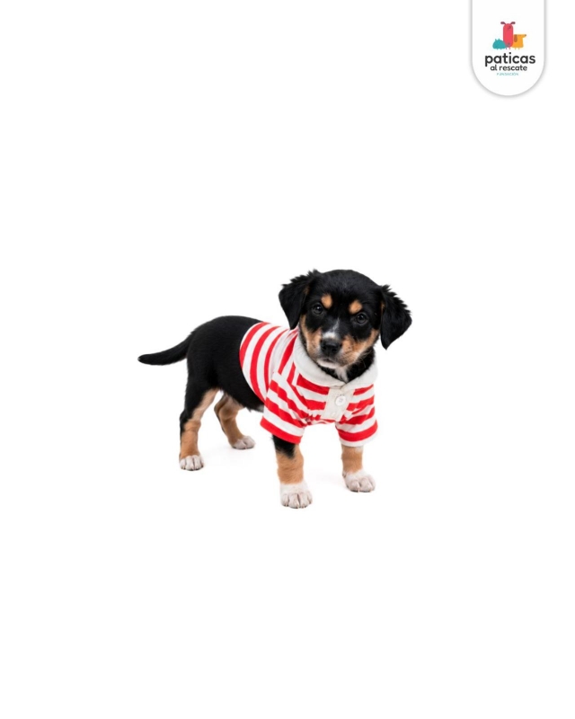 ADOPTA A PANCHO_6