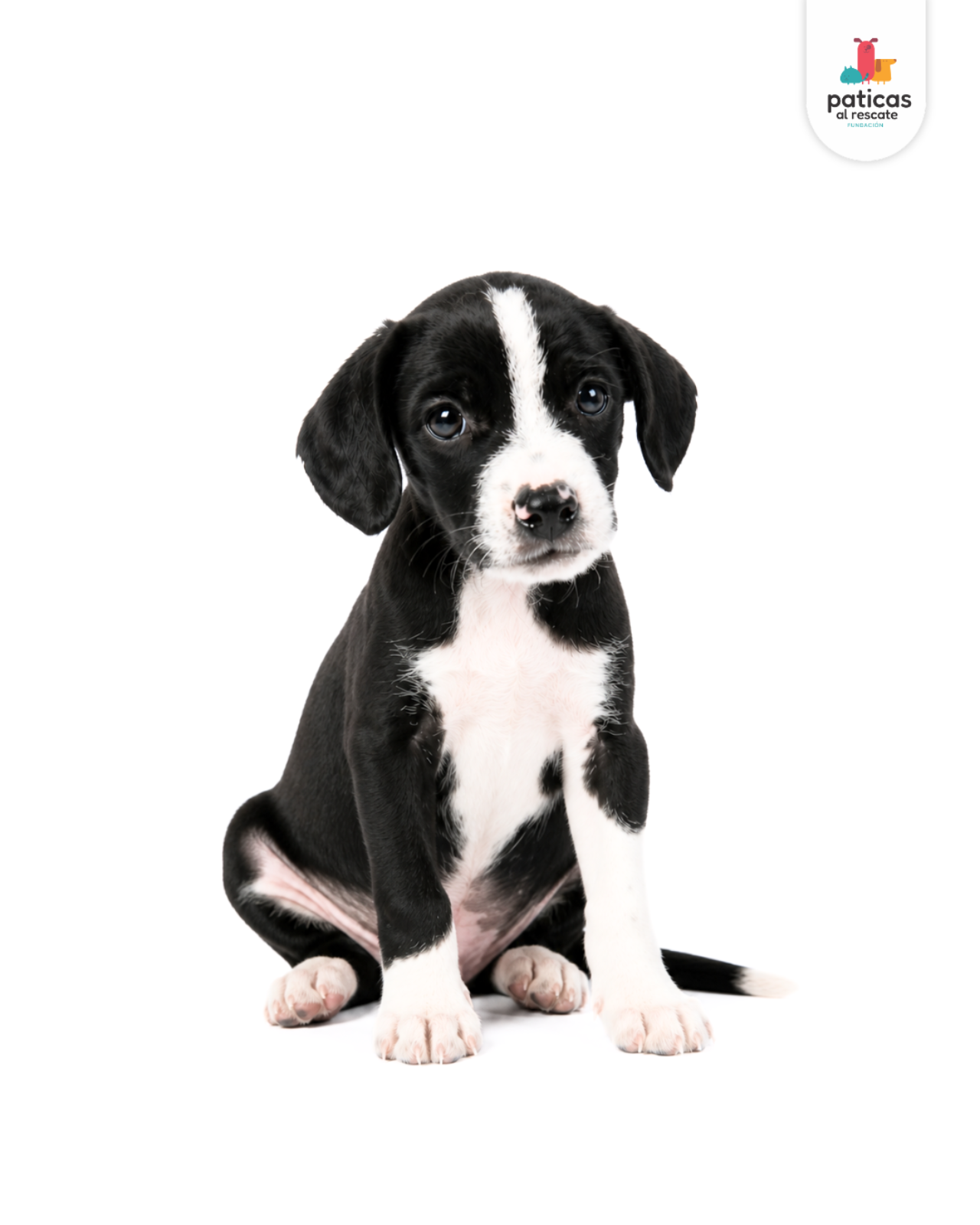ADOPTA A POMODORO_6