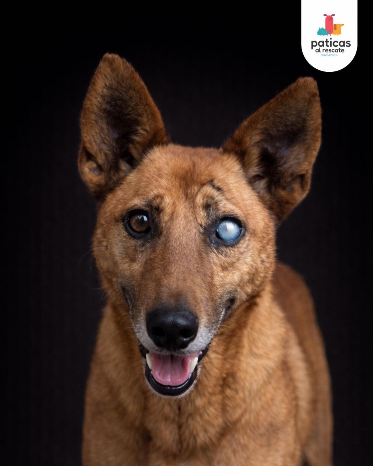 ADOPTA A HÉRCULES_8