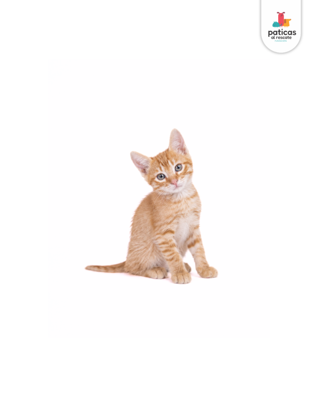 ADOPTA A CHEDDAR_5