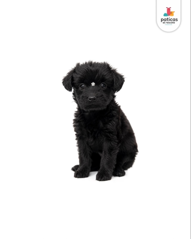 ADOPTA A NUEZ_4