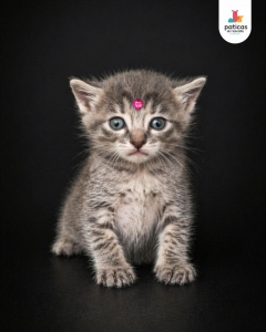 ADOPTA A CIELO_2