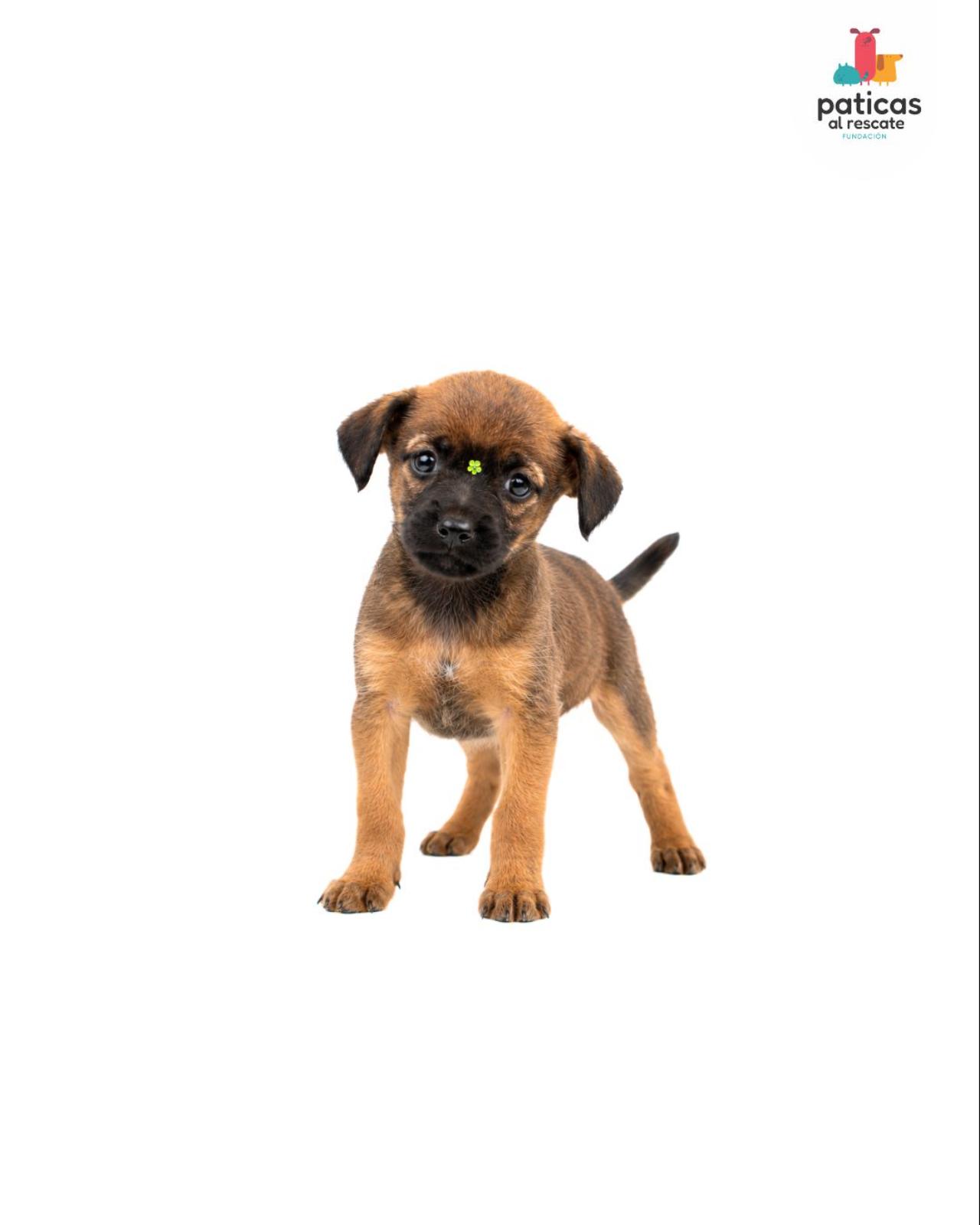 ADOPTA A CÚRCUMA_4