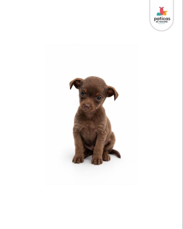 ADOPTA A COMINITO_7
