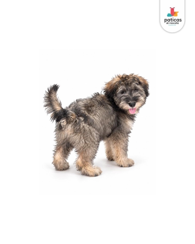 ADOPTA A MOTITA_7