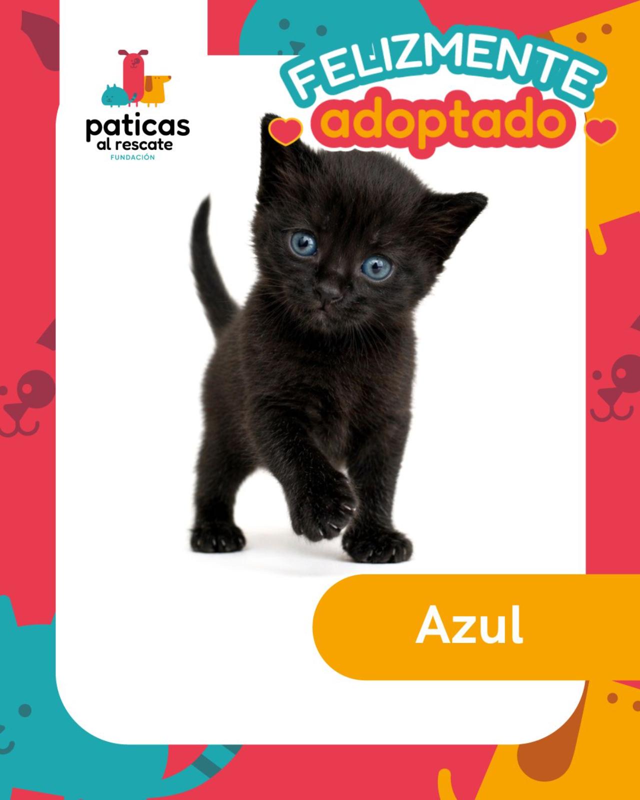 ADOPTA A AZUL - Paticas al Rescate