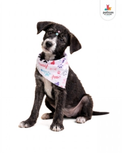ADOPTA A PANDA_4