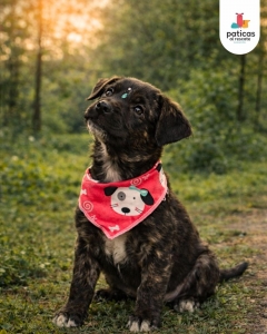 ADOPTA A SHALOM_3