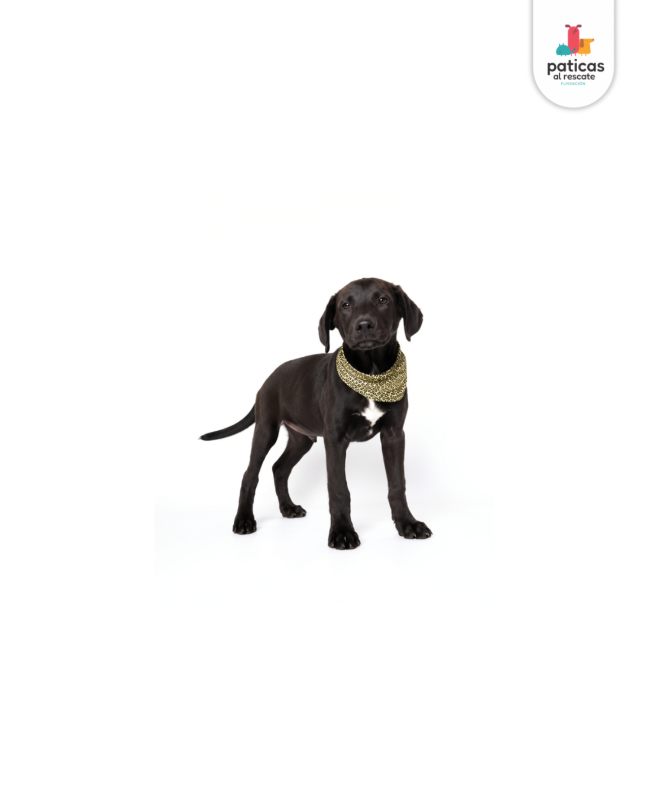 ADOPTA A PIMENTÓN_2