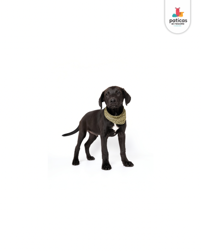 ADOPTA A PIMENTÓN_2