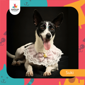 Adopta a Suki_1