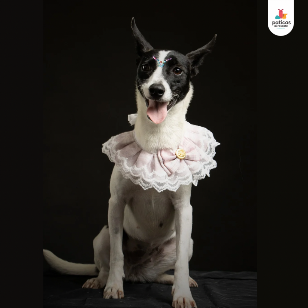 Adopta a Suki_8