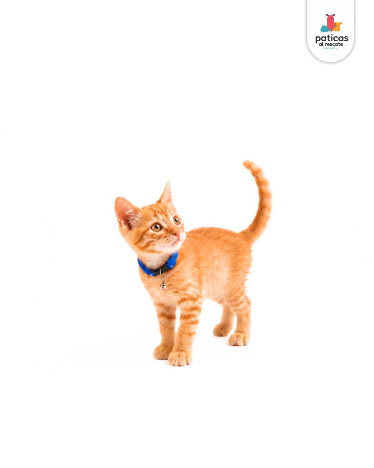 ADOPTA A OCÉANO_5