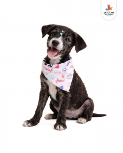 ADOPTA A PANDA_3