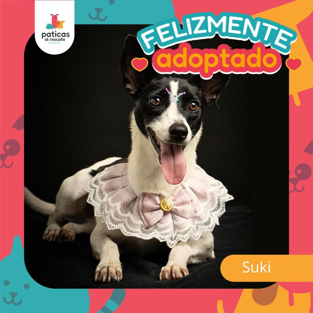 Adopta a Suki - Paticas al Rescate