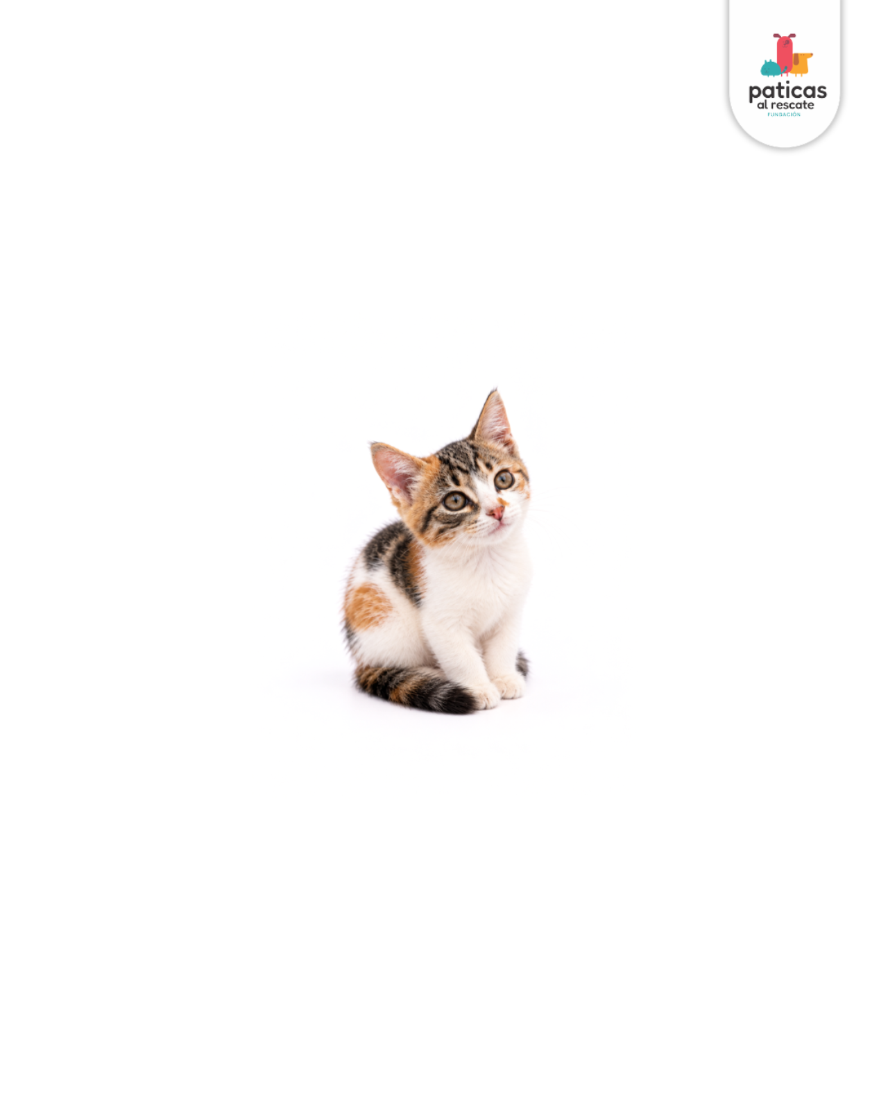 ADOPTA A CRISTAL_5