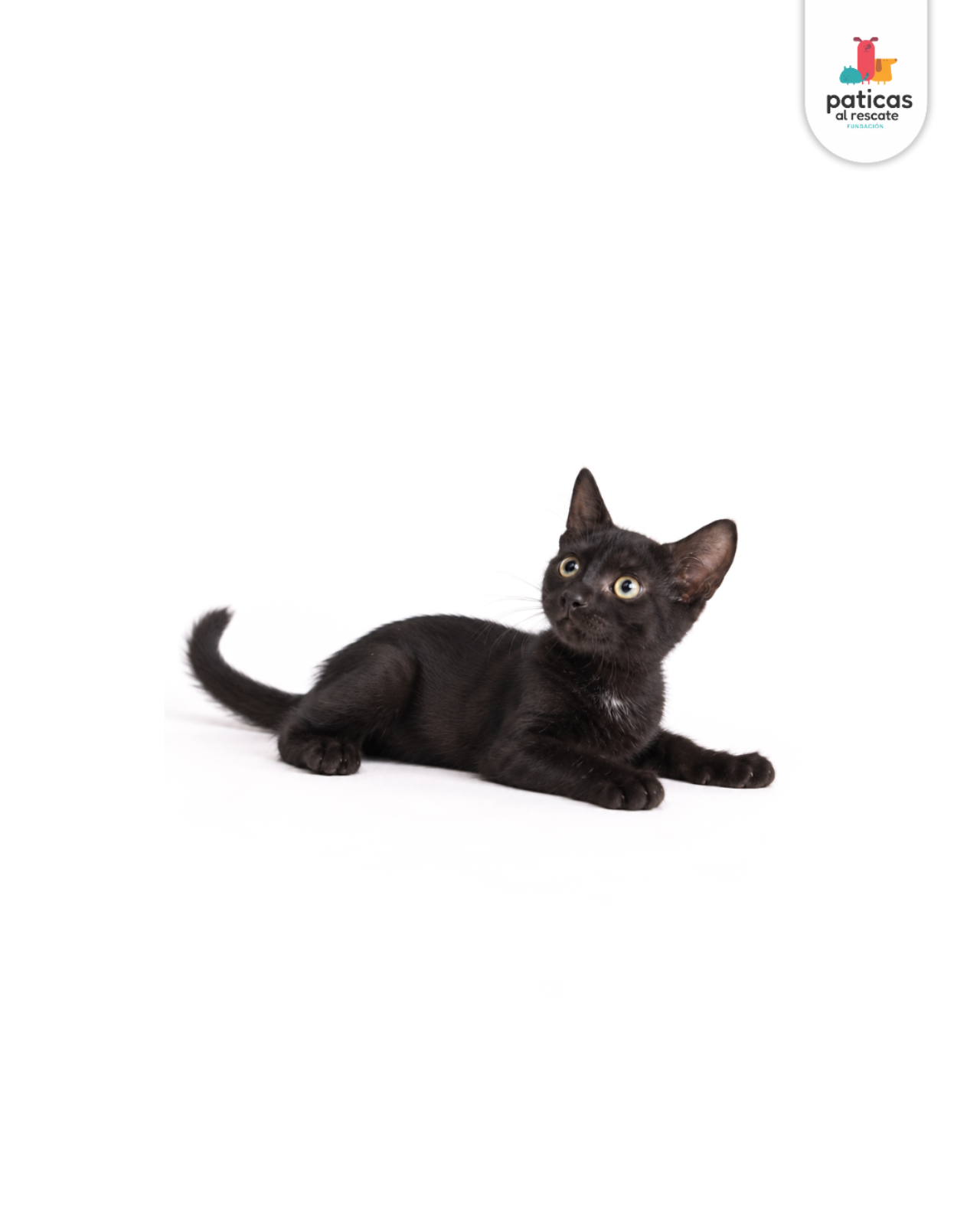 ADOPTA A SALEM_2