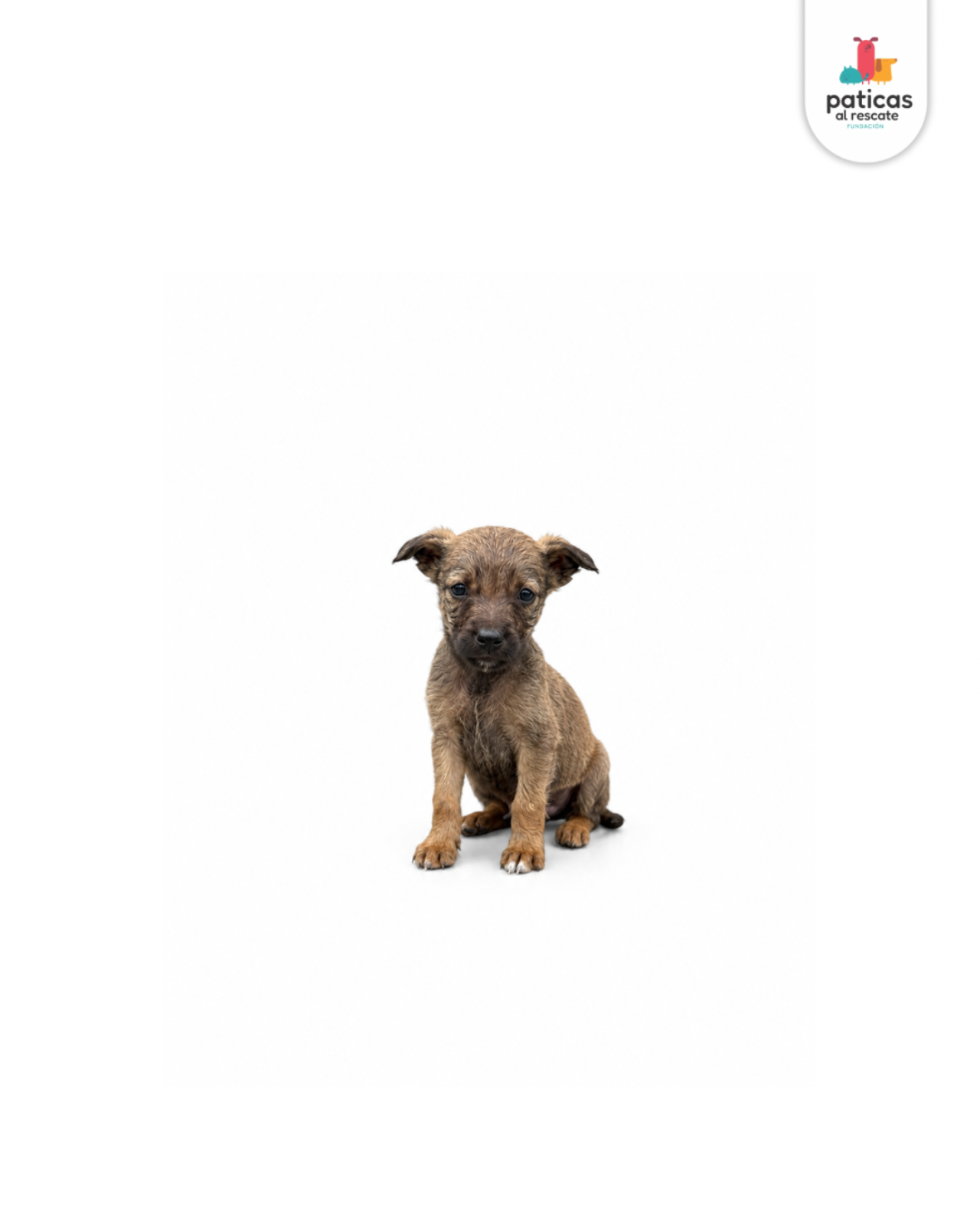 ADOPTA A CEDRITO_6