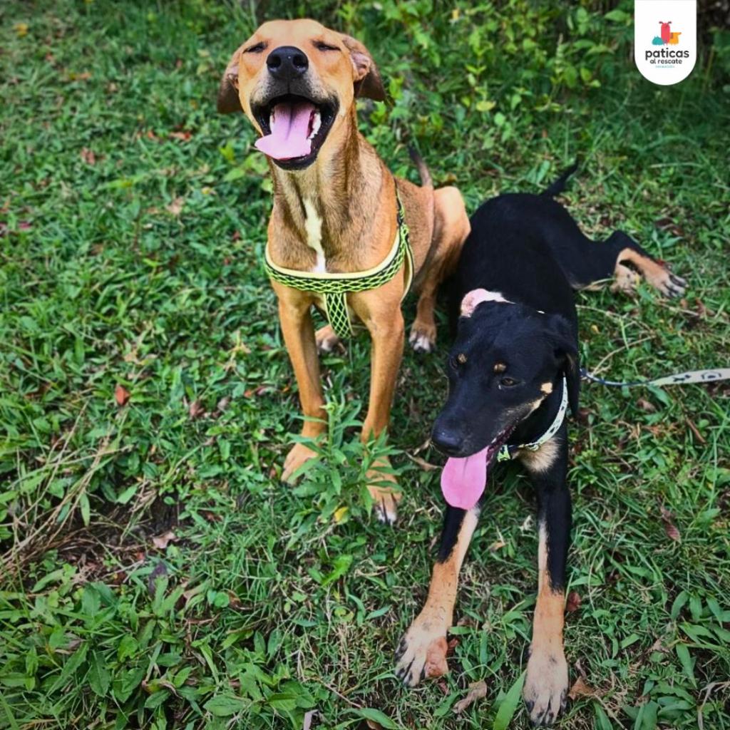 Adopta a Martina & Oliver_5