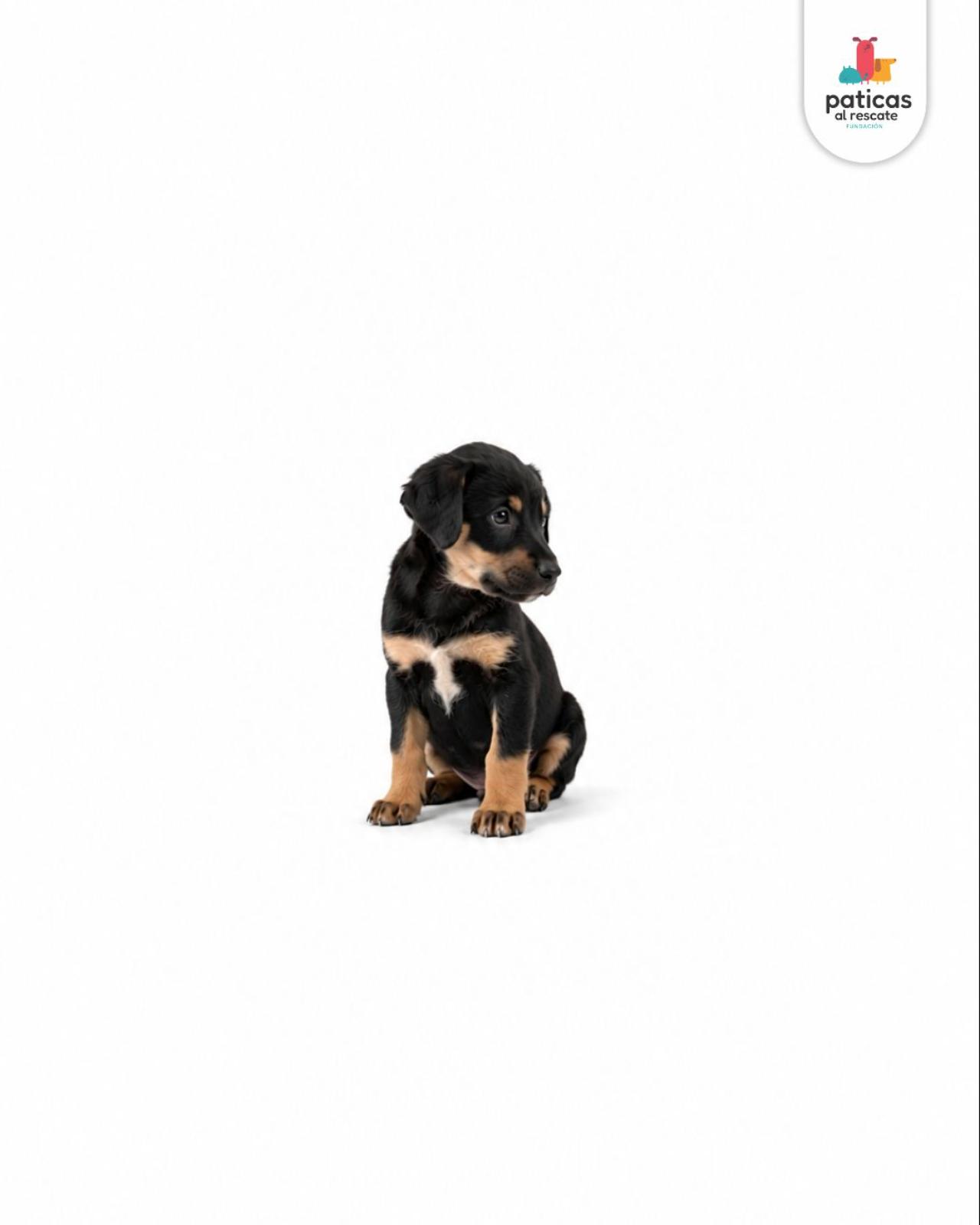 ADOPTA A ELMO_4